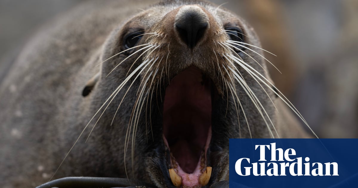 Week in wildlife in footage: a drowsy seal, wild kittens and the reddest chook | Setting