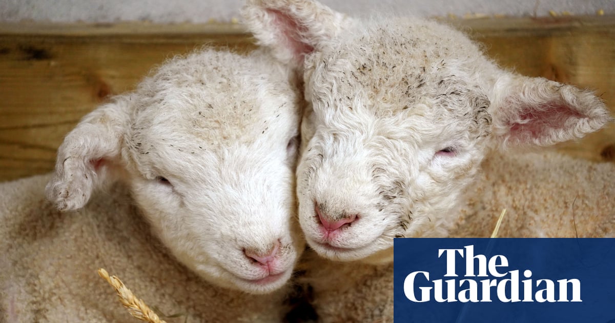 Newborn lambs and Shetland Vikings: photos of the day – Tuesday - Today news