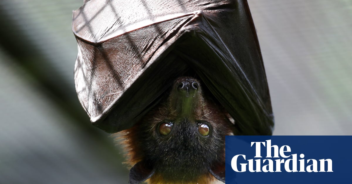 Lonely bats, naming spats and advice for Liz Truss – take the Thursday quiz - Today news