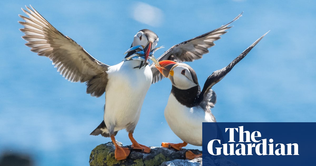 Sandeels vs the EU: how the puffin’s favourite food sparked first post-Brexit courtroom trade battle - Today news