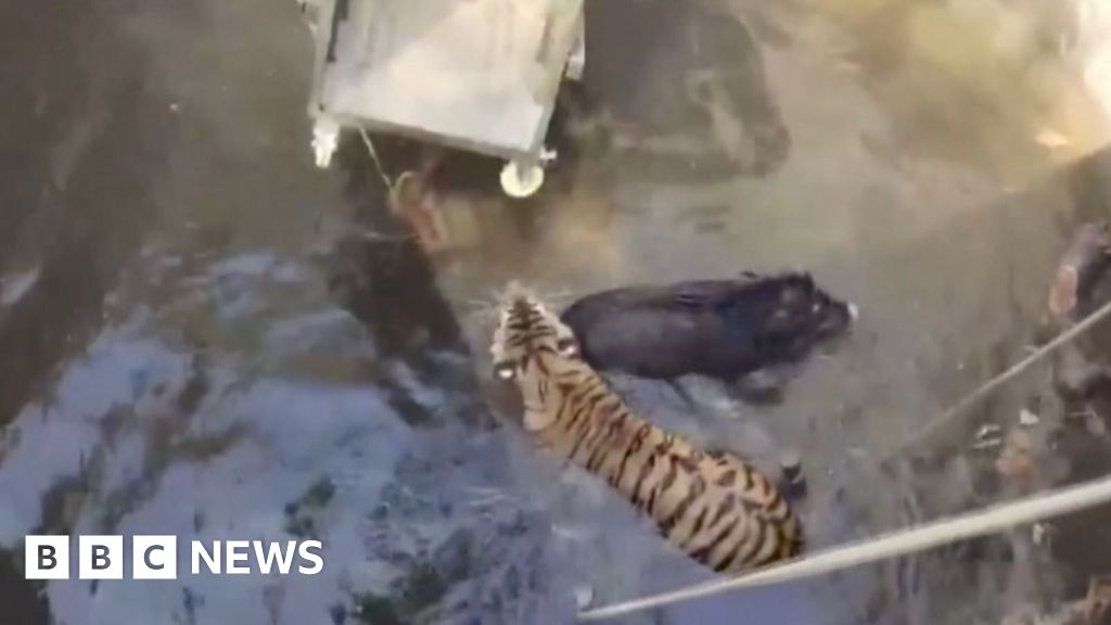 Moment tiger and boar rescued from well in India - Today news