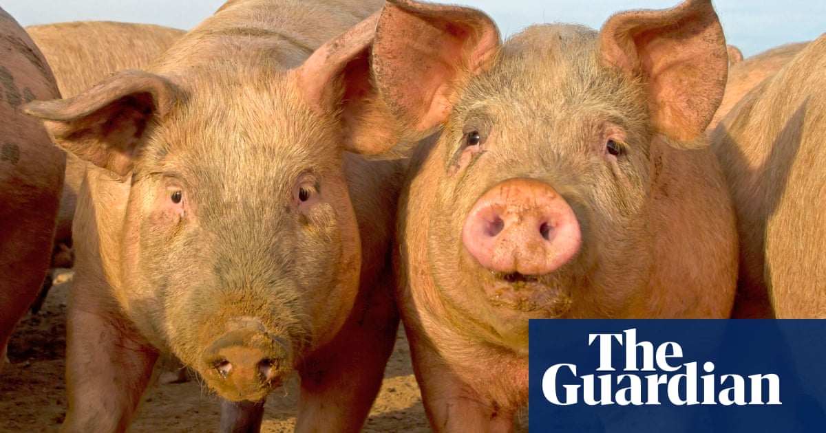 Wild hogs: why a gang of rogue pigs is causing chaos in Norfolk - Today news