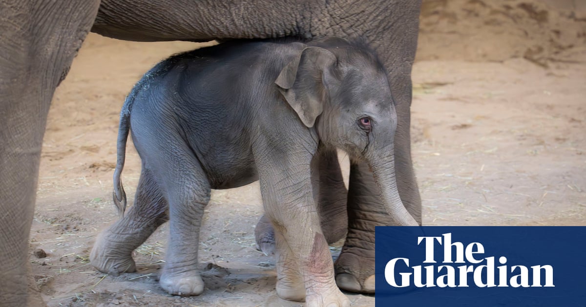 Asian elephant Rose-Tu gives birth to 200lb calf at Oregon zoo - Today news