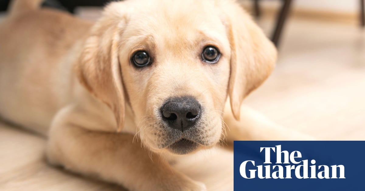 Spanish police arrest six members of gang for selling nonexistent puppies - Today news