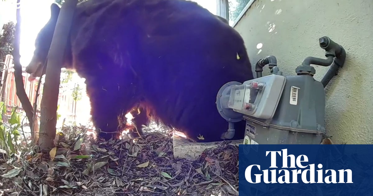 500lb black bear survives LA wildfires hiding under house – video - Today news