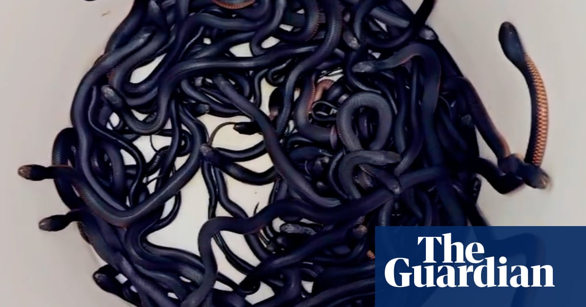 ‘Totally amazing’: 102 red-bellied black snakes found in Sydney garden - Today news