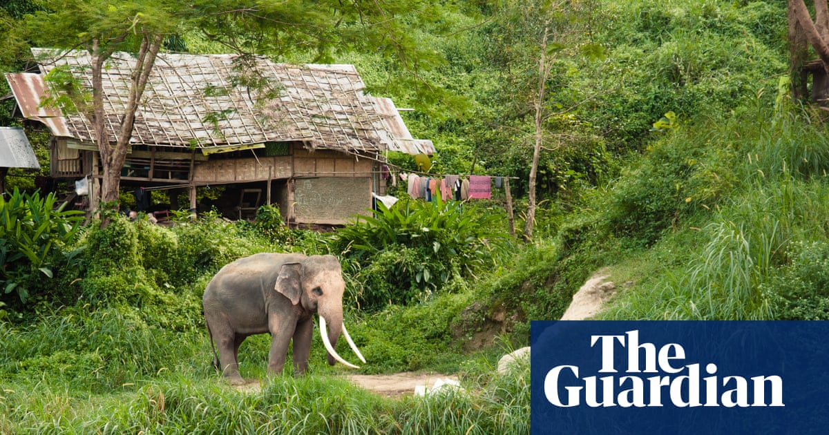 Elephant in the womb? Thailand brings in birth control for pachyderms - Today news