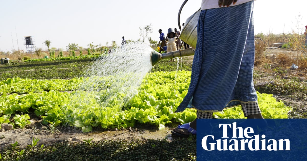 ‘We water, rest, water’: the green belt of vegetable plots cooling a city - Today news