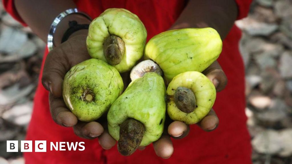 Ghana wants more for its cashews, but it's a tough nut to crack - Today news