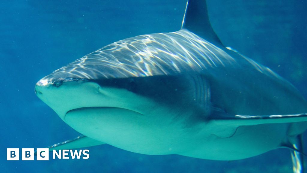 Teenage girl killed in shark attack in Australia - Today news