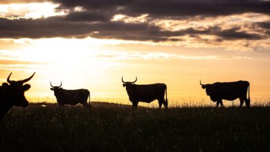 BTC Market Cap Tops $2.2T as Derivatives, Sentiment Signal Pricing Upside