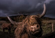 KULR Boosts Bitcoin Treasury to 800 BTC