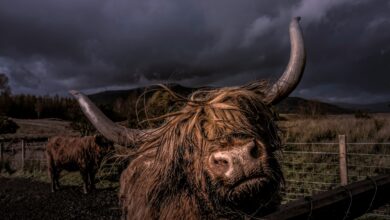 KULR Boosts Bitcoin Treasury to 800 BTC