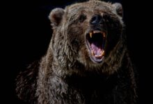 On-Chain Metrics Point to Potential Double Top
