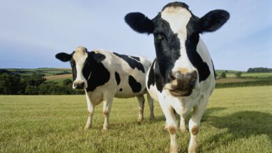 CoW Swap, a DEX Aggregator, Targets 33% Trading Boost With New Feature, More Rewards