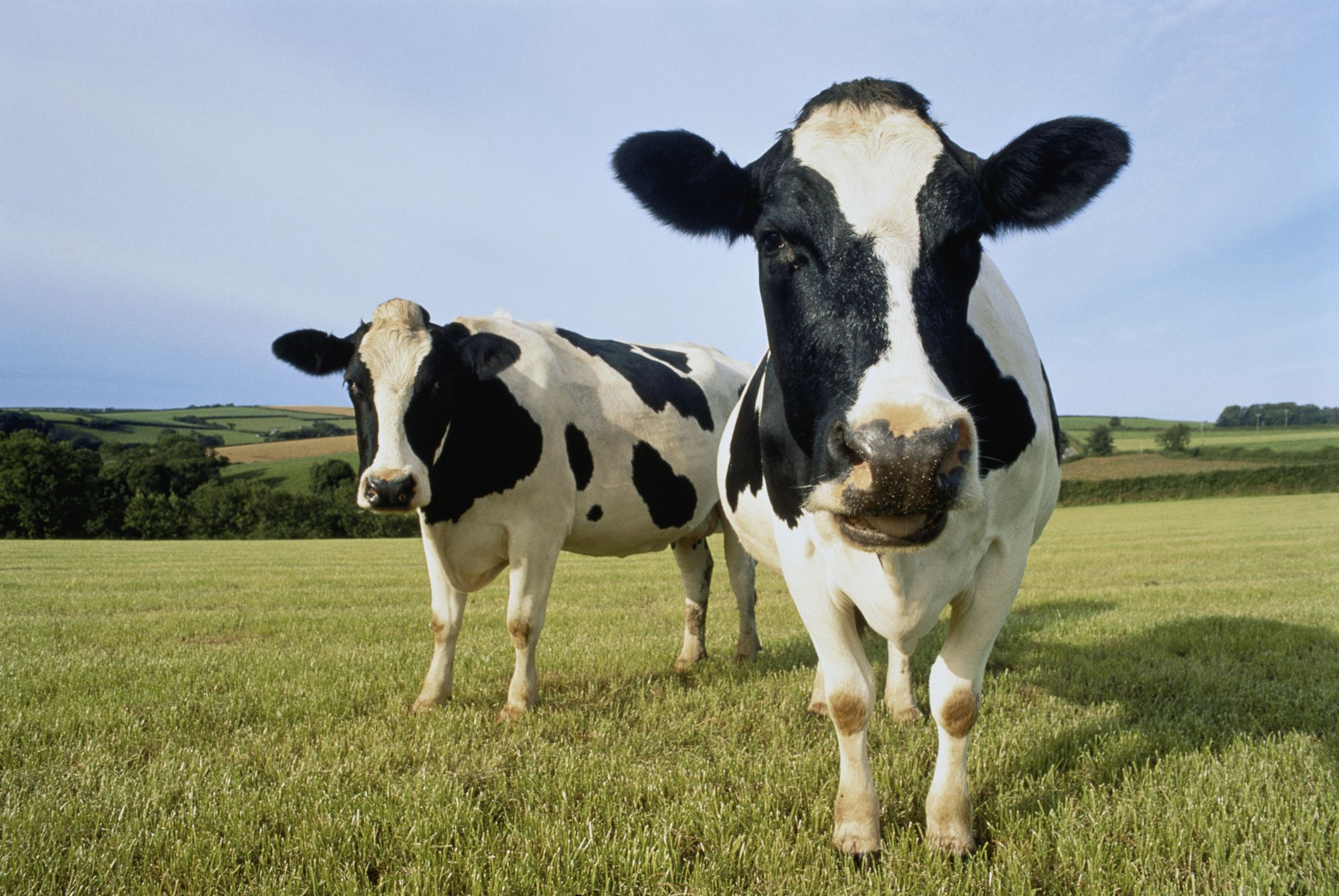 CoW Swap, a DEX Aggregator, Targets 33% Buying and selling Enhance With New Characteristic, Extra Rewards CoW Swap, a DEX Aggregator, Targets 33% Trading Boost With New Feature, More Rewards