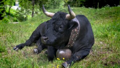 BTC Traders Eye CPI as BONK Price Cheers Memecoin Issuance