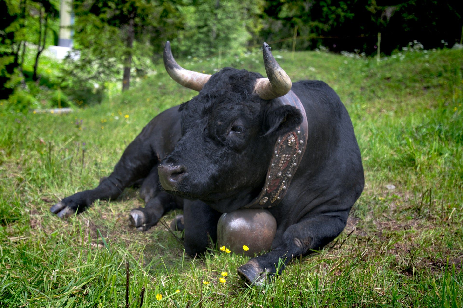 BTC Enters Strongest Accumulation Section Since January as Bitcoin Worth Tops $110K BTC Traders Eye CPI as BONK Price Cheers Memecoin Issuance