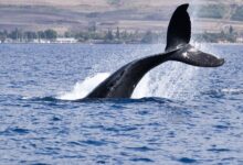 BTC Price Rangebound as Whales Begin Strategic Distribution