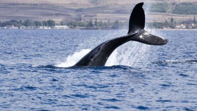 BTC Price Rangebound as Whales Begin Strategic Distribution