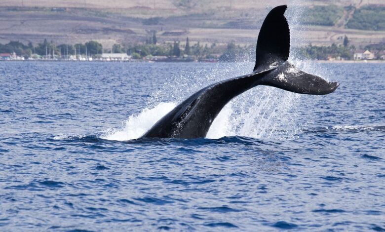 BTC Price Rangebound as Whales Begin Strategic Distribution