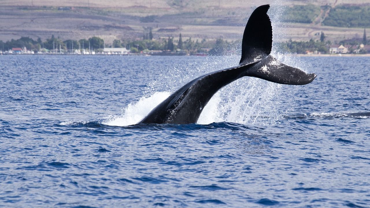 Hyperliquid Whale James Wynn Absolutely Liquidated After $16.8B in Buying and selling Quantity BTC Price Rangebound as Whales Begin Strategic Distribution