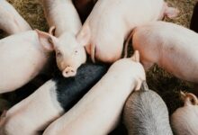 OFAC Sanctions Philippines-Based Tech Company For Facilitating Pig Butchering Schemes