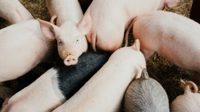 OFAC Sanctions Philippines-Based Tech Company For Facilitating Pig Butchering Schemes