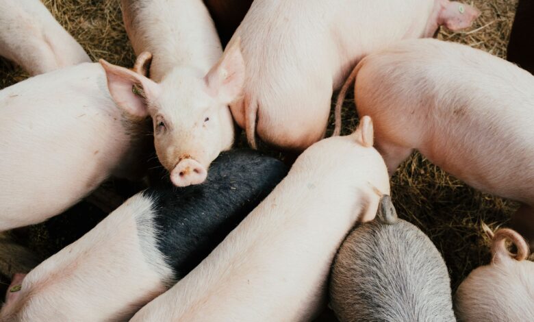 OFAC Sanctions Philippines-Based Tech Company For Facilitating Pig Butchering Schemes