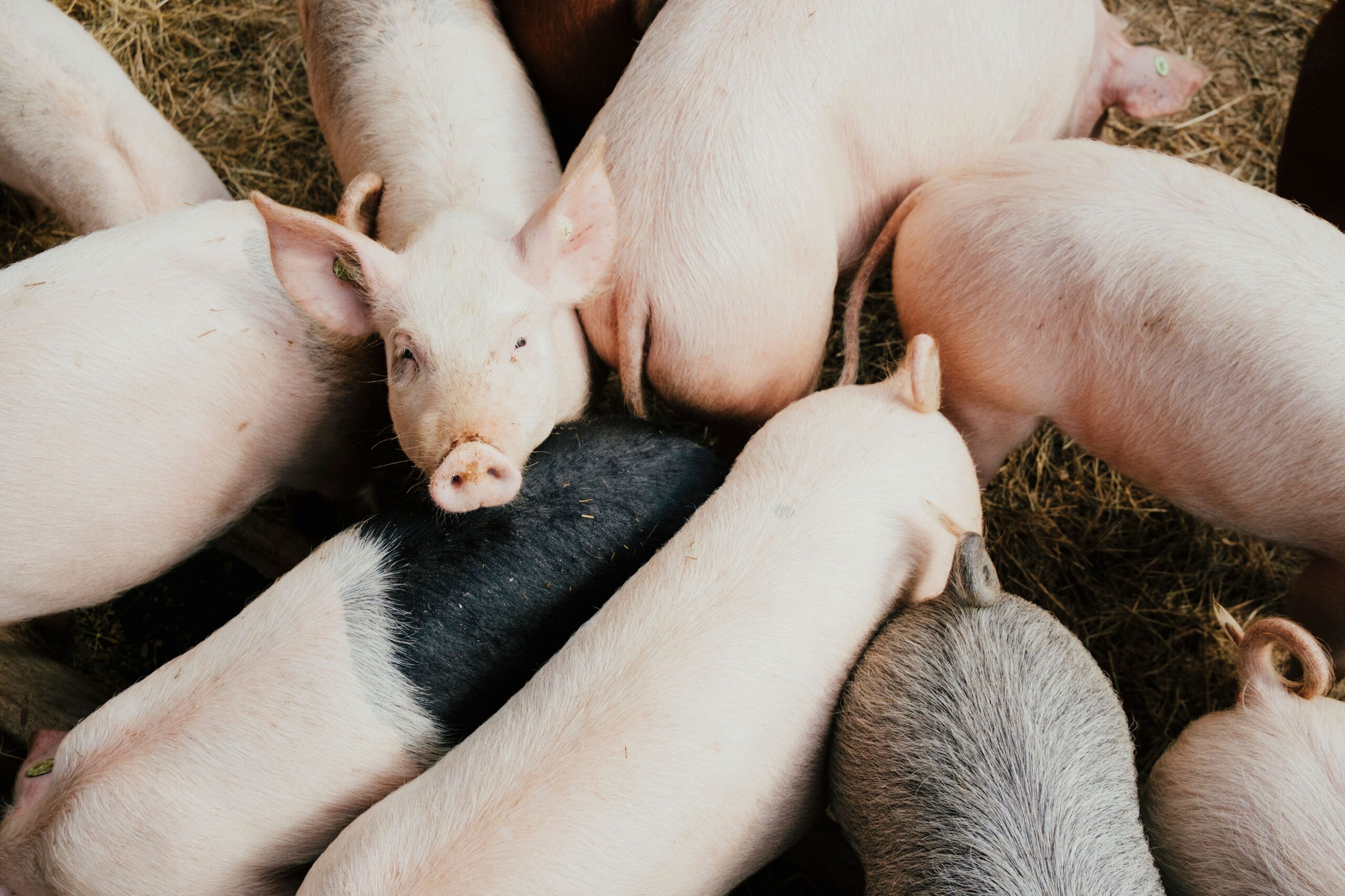 OFAC Sanctions Philippines-Based mostly Tech Firm For Facilitating Pig Butchering Schemes OFAC Sanctions Philippines-Based Tech Company For Facilitating Pig Butchering Schemes