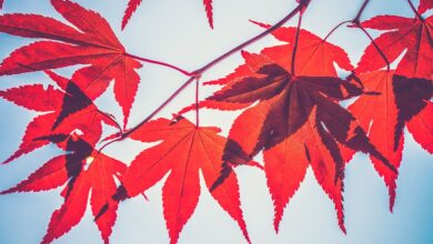 Crypto Lender Maple Finance Expands to Solana With Chainlink