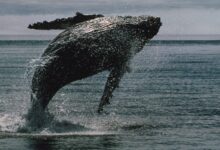 XRP Hits 12-Year Milestone With Over 2,700 Whale Wallets Holding Over 1M XRP, Onchain Data Show