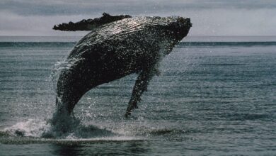 XRP Hits 12-Year Milestone With Over 2,700 Whale Wallets Holding Over 1M XRP, Onchain Data Show