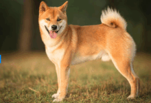 Dogecoin (DOGE) News: ETF Approval Draws Closer