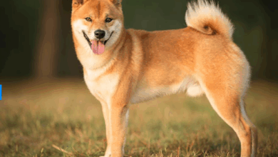 Dogecoin (DOGE) News: ETF Approval Draws Closer