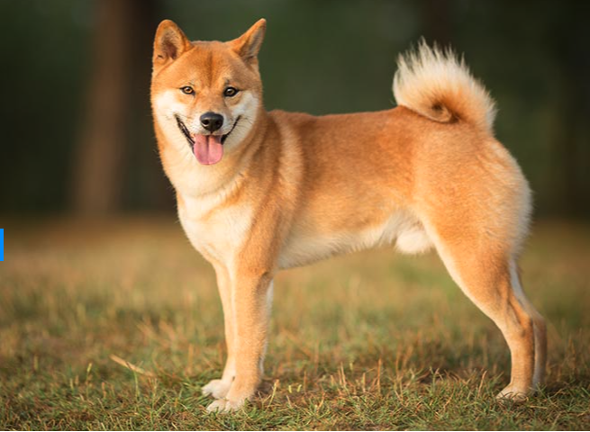 Dogecoin (DOGE) Information: ETF Approval Attracts Nearer Dogecoin (DOGE) News: ETF Approval Draws Closer
