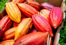 Agri-Tech Firm Dimitra Partners With MANTRA to Bring Cacao, Carbon Credits onto the Blockchain