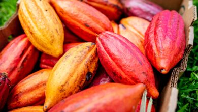 Agri-Tech Firm Dimitra Partners With MANTRA to Bring Cacao, Carbon Credits onto the Blockchain