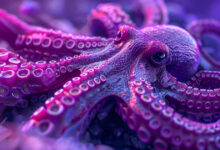 Kraken enters payments with new Krak app enabling seamless global crypto, fiat transfers