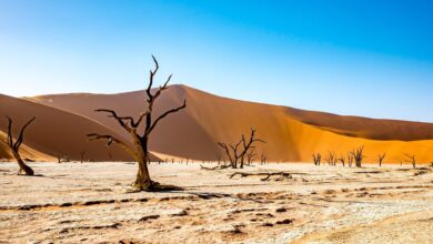 Stone Cold Bitcoin Price Drains Bull Mood From Long-Term Options: Crypto Daybook Americas