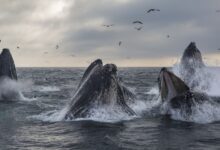 Satoshi-Era Whale Sells 9K BTC for Over $1B as Bitcoin Dips Below $117K
