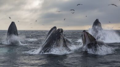 Satoshi-Era Whale Sells 9K BTC for Over $1B as Bitcoin Dips Below $117K