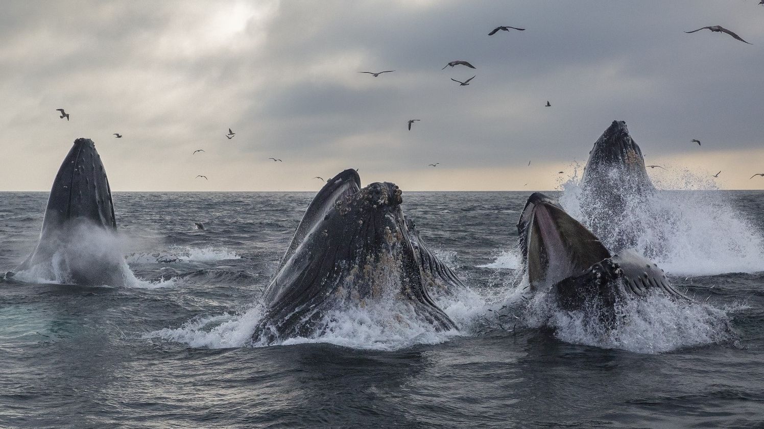 Satoshi-Period Whale Sells 9K BTC for Over $1B as Bitcoin Dips Under $117K Satoshi-Era Whale Sells 9K BTC for Over $1B as Bitcoin Dips Below $117K