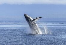 BTC Price Takes a Bull-Market Breather as Whales Take Profits: Crypto Daybook Americas