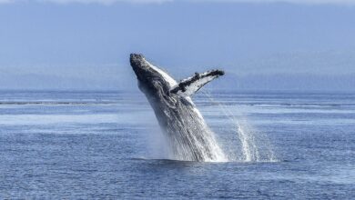 BTC Price Takes a Bull-Market Breather as Whales Take Profits: Crypto Daybook Americas