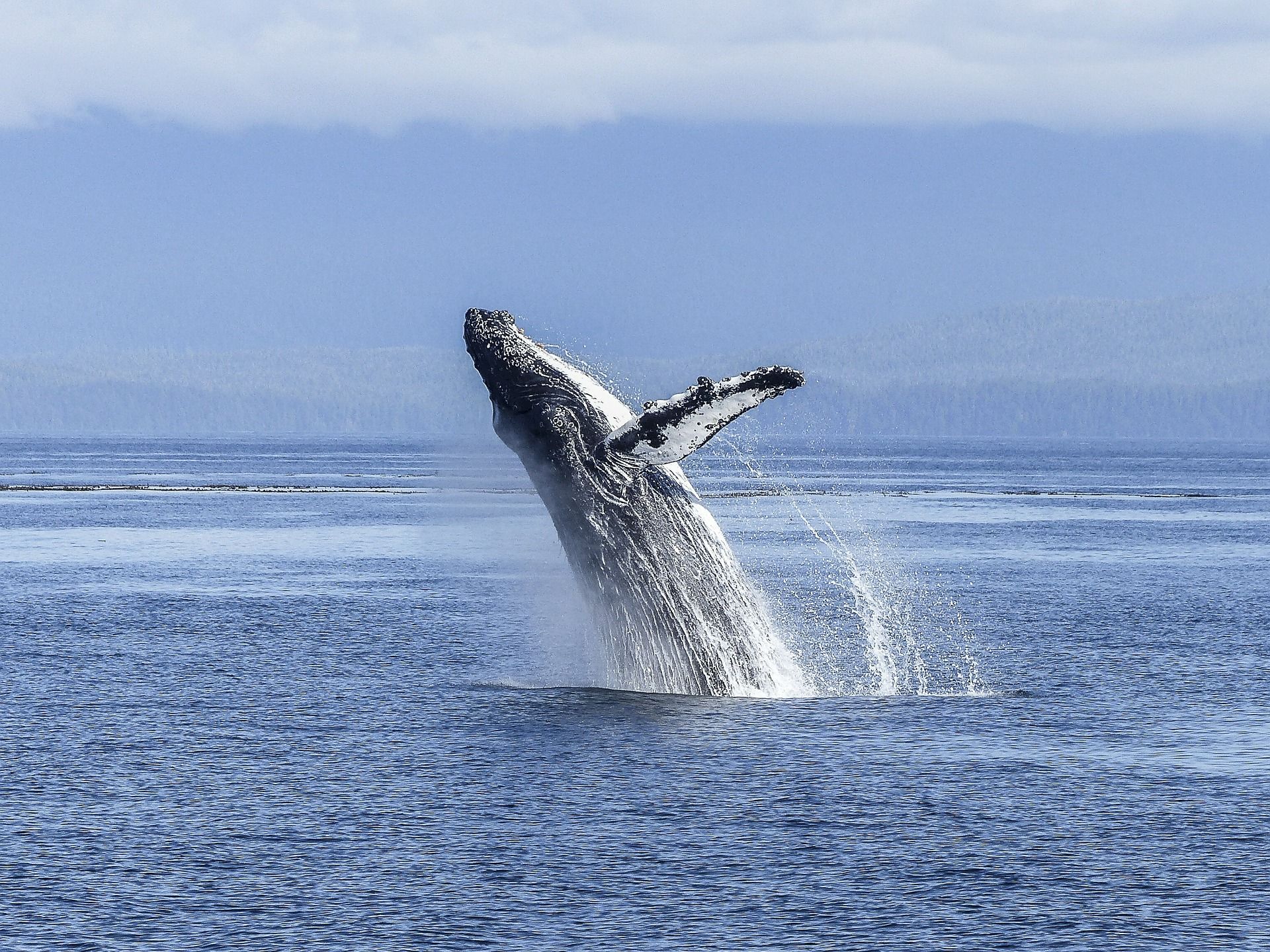 BTC Worth Takes a Bull-Market Breather as Whales Take Income: Crypto Daybook Americas BTC Price Takes a Bull-Market Breather as Whales Take Profits: Crypto Daybook Americas