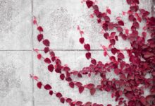 Instant Payments Fintech Ivy Integrates Circle’s USDC, EURC Stablecoins