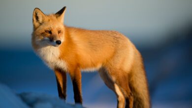 Ethereum Wallet MetaMask Will Likely Unveil Its Own Stablecoin this Week: Source