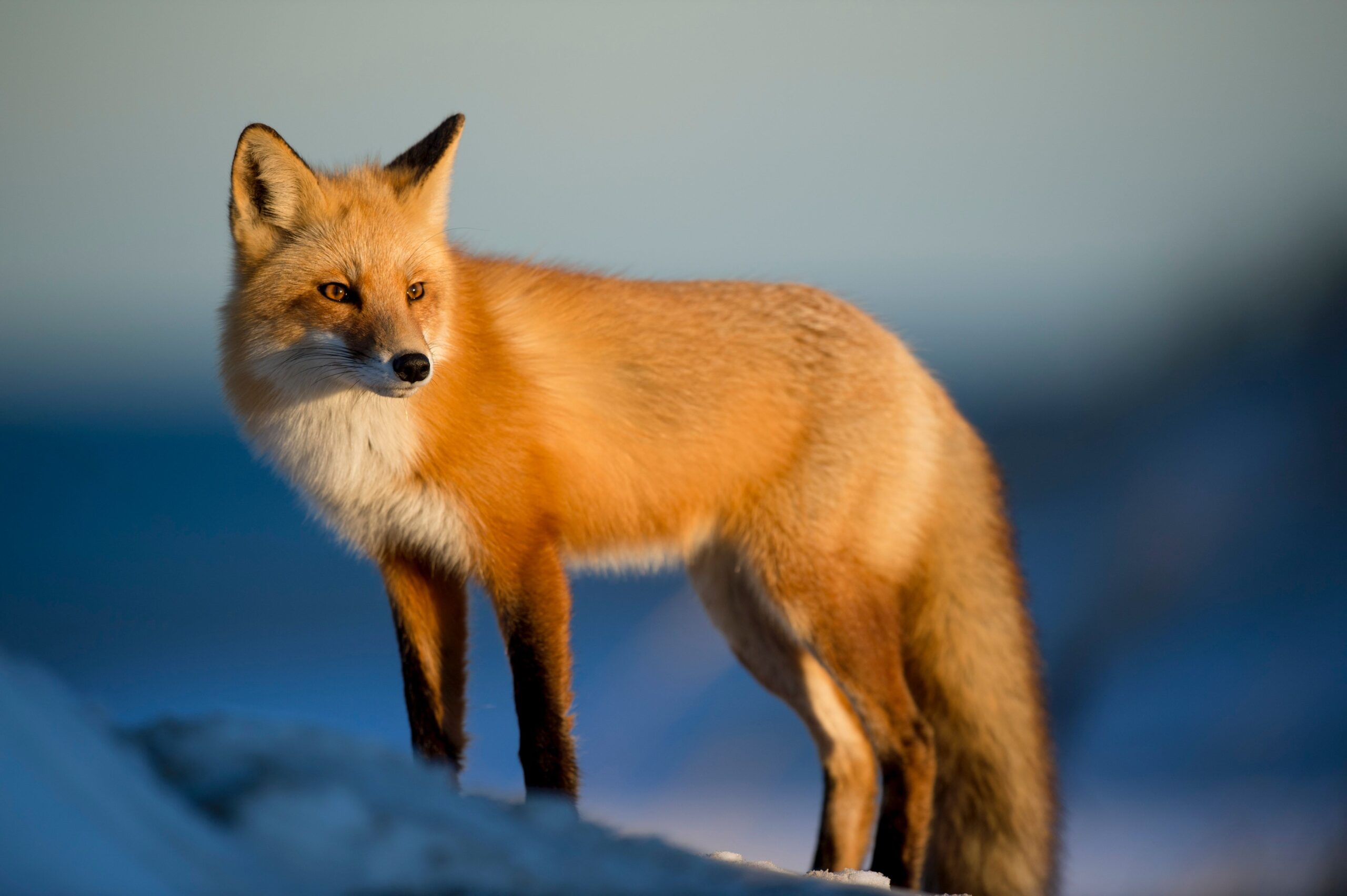 Ethereum Wallet MetaMask Will Likely Unveil Its Own Stablecoin this Week: Source