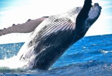 10% Weekly Loss Clashes With $300M Whale Buy